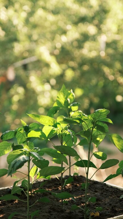 Tips for Creating a Sustainable and Eco-Friendly Home Garden